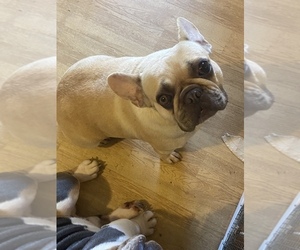 French Bulldog Puppy for sale in CLEVELAND, NC, USA
