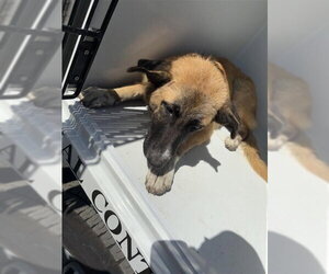 German Shepherd Dog Dogs for adoption in Houston, TX, USA
