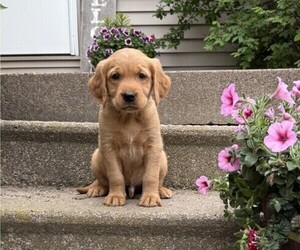 Golden Retriever Puppy for sale in THORP, WI, USA