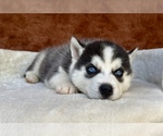 Small #12 Siberian Husky