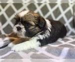 Small Photo #3 Shih Tzu Puppy For Sale in CHARLOTTE, NC, USA