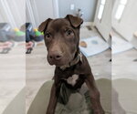 Small #1 Mutt
