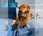Small #14 Golden Retriever