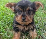 Small #9 Yorkshire Terrier