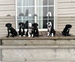 Small Photo #2 Great Dane-Sheepadoodle Mix Puppy For Sale in EGG HARBOR CITY, NJ, USA