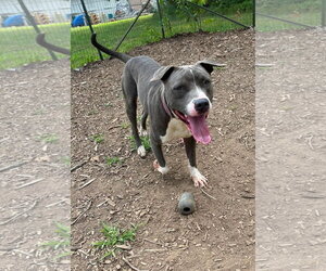 Mutt Dogs for adoption in Rustburg, VA, USA