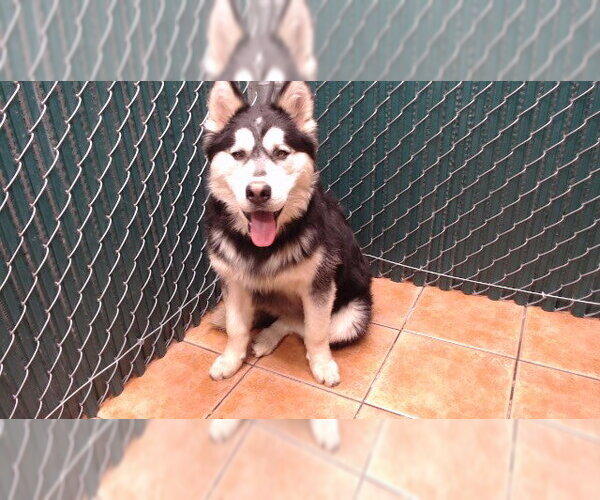 Medium Photo #1 Siberian Husky Puppy For Sale in Downey, CA, USA