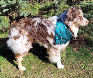 Father of the Australian Shepherd puppies born on 07/25/2025