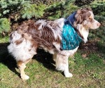Small Photo #1 Australian Shepherd Puppy For Sale in WHITE CLOUD, MI, USA