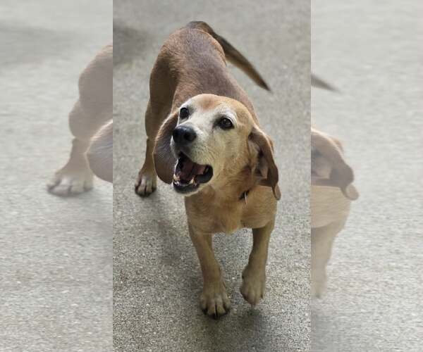 Medium Photo #3 Beagle-Unknown Mix Puppy For Sale in Woodsfield, OH, USA