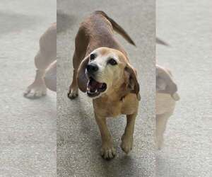 Fred - Male Beagle-Unknown Mix Dog for Adoption - Photo #3