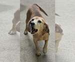 Small #2 Beagle Mix