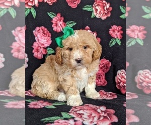 Goldendoodle-Poodle (Miniature) Mix Puppy for sale in LEOLA, PA, USA
