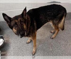 German Shepherd Dog Dogs for adoption in Houston, TX, USA