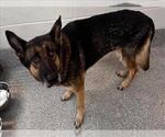 Small German Shepherd Dog