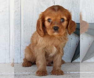 Cavalier King Charles Spaniel Puppy for sale in FREDERICKSBURG, OH, USA