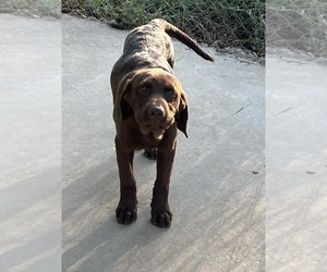 Labrador Retriever Puppy for sale in OSYKA, MS, USA