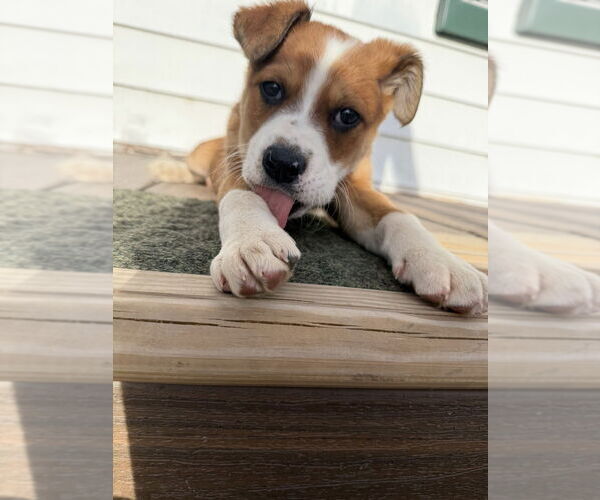 Medium Photo #1 Mutt Puppy For Sale in Springdale, PA, USA