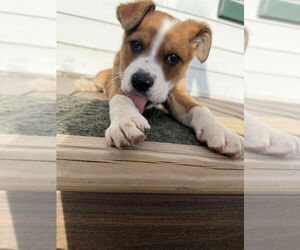 Mutt Dogs for adoption in Springdale, PA, USA