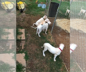 Dogo Argentino Puppy for sale in KENNESAW, GA, USA