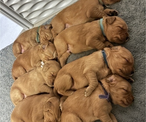 Medium Photo #27 Golden Retriever Puppy For Sale in SACRAMENTO, CA, USA
