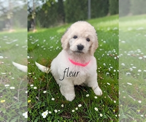 Medium Poodle (Standard)