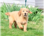Small Photo #8 Golden Irish Puppy For Sale in JONES, MI, USA
