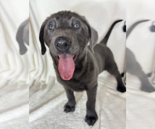 Medium Photo #2 Labrador Retriever Puppy For Sale in GREENFIELD, IN, USA