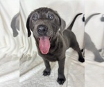 Small #1 Labrador Retriever