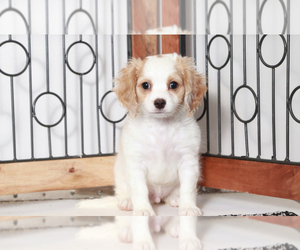 Cavapoo Puppy for sale in NAPLES, FL, USA