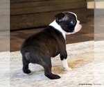 Small #17 Boston Terrier