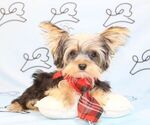 Small Photo #6 Yorkshire Terrier Puppy For Sale in LAS VEGAS, NV, USA