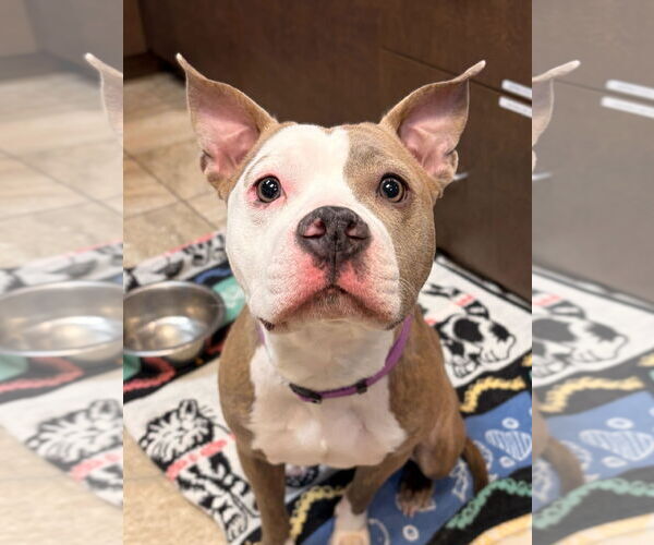 Medium Photo #3 Mutt Puppy For Sale in Jefferson, WI, USA