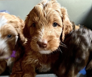 Goldendoodle Puppy for sale in CORNING, CA, USA