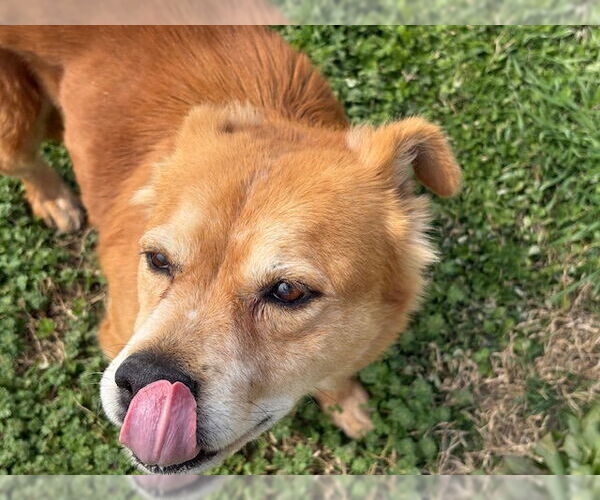 Medium Photo #2 Chow Chow-Unknown Mix Puppy For Sale in Tulsa, OK, USA