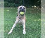 Small #2 Black Mouth Cur Mix