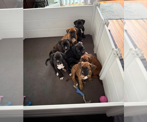 Boxer Puppy for Sale in NASHUA, New Hampshire USA