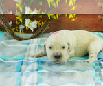 Puppy 6 English Cream Golden Retriever-Poodle (Standard) Mix