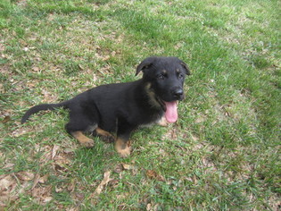 German Shepherd Dog Puppy for sale in ROYSTON, GA, USA
