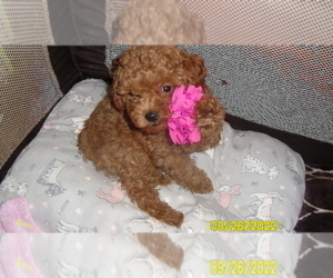 Poodle (Toy) Puppy for sale in DULUTH, GA, USA
