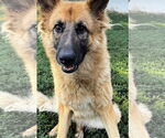 Small #2 German Shepherd Dog