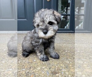 Medium Schnauzer (Miniature)