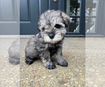 Puppy Male Puppy 1 Schnauzer (Miniature)