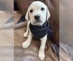 Small Labrador Retriever