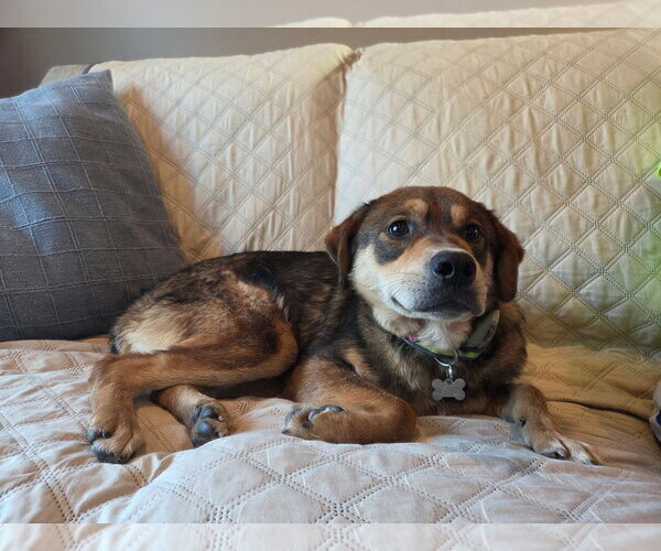 Medium Photo #2 Mutt Puppy For Sale in Crystal, MN, USA