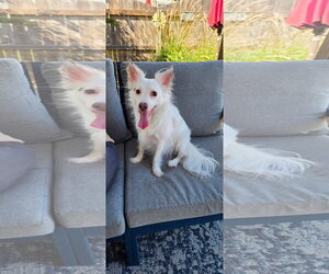 Chihuahua-Unknown Mix Dogs for adoption in Virginia Beach, VA, USA