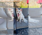 Lucy - Female Chihuahua-Unknown Mix Dog for Adoption - Small photo
