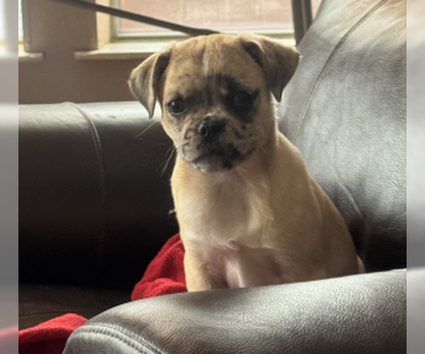 Medium Photo #2 Pug-Unknown Mix Puppy For Sale in Denton, TX, USA