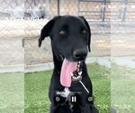 Small #1 Labrador Retriever Mix