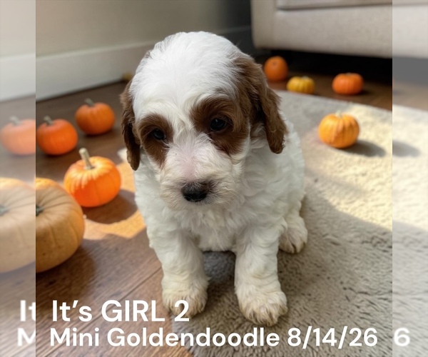 Medium Photo #3 Goldendoodle (Miniature) Puppy For Sale in MONTPELIER, OH, USA